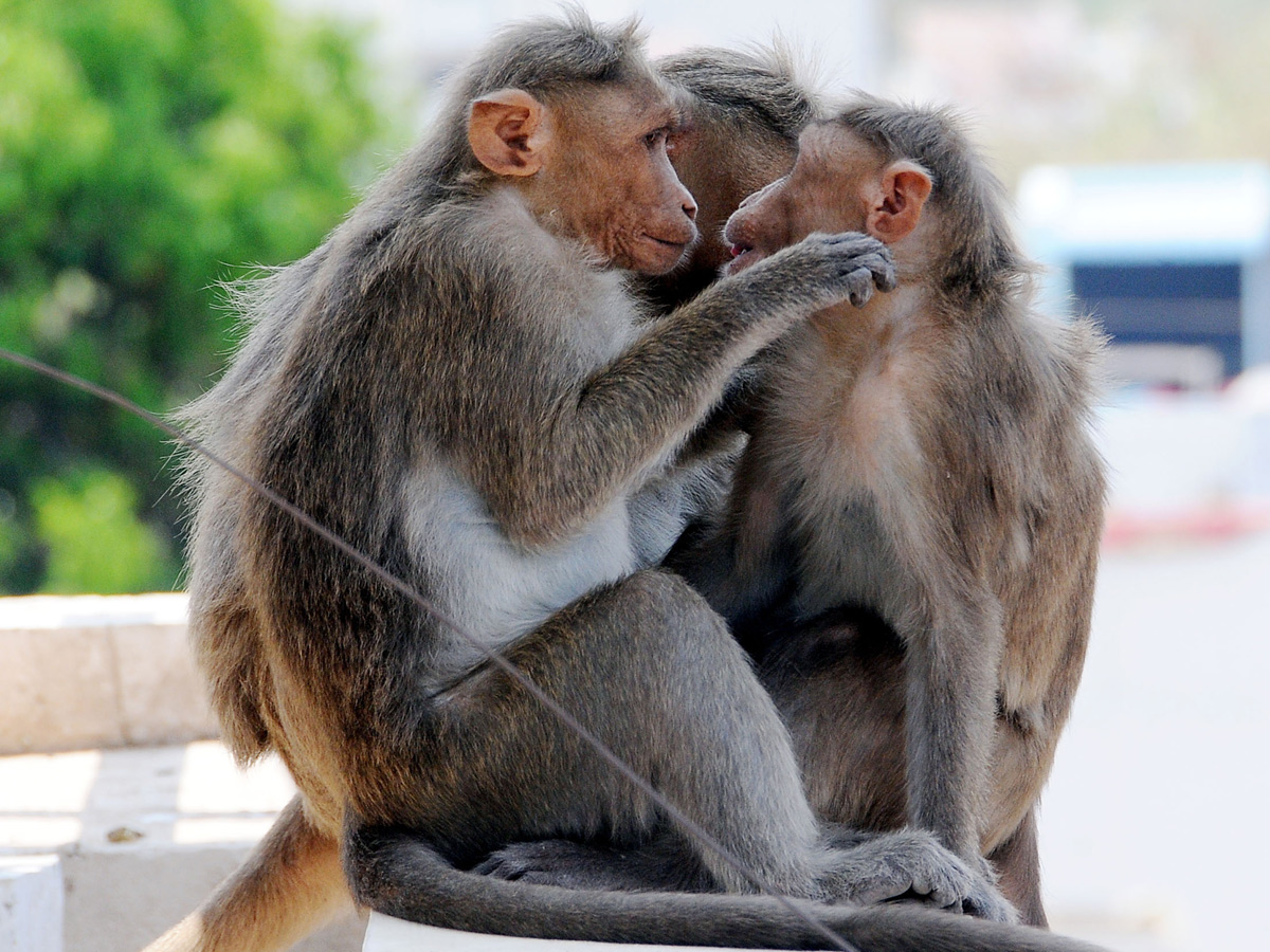Best photos of the week march 29 to 05,2020 April - Sakshi5