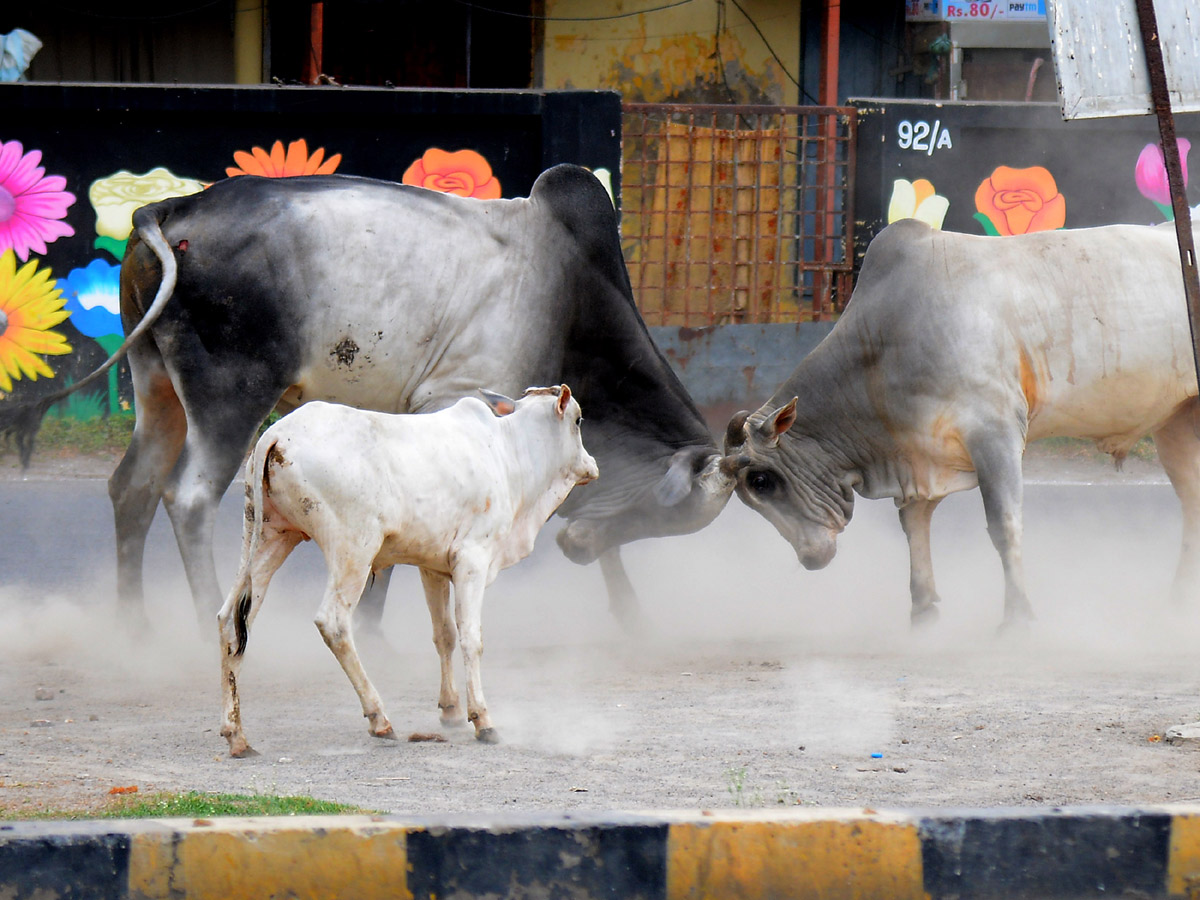 Best photos of the week April 12 to 19,2020 - Sakshi34