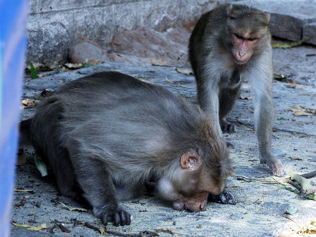 Best photos of the week April 19 to 26,2020  - Sakshi1