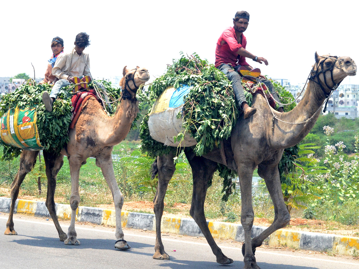 Best photos of the week may 17 to 24,2020 - Sakshi11