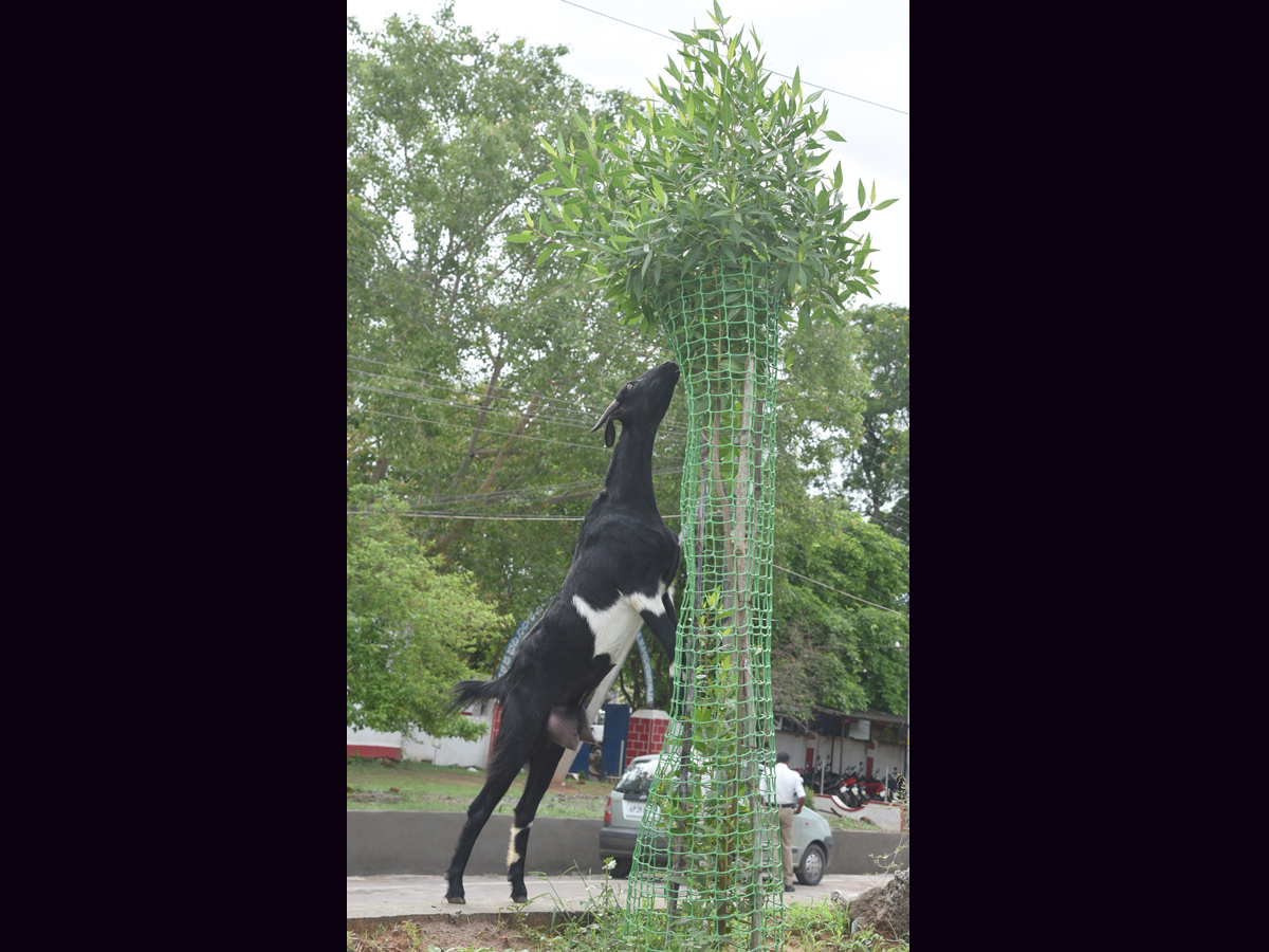 Best photos of the week june 21 to june 28,2020 - Sakshi22