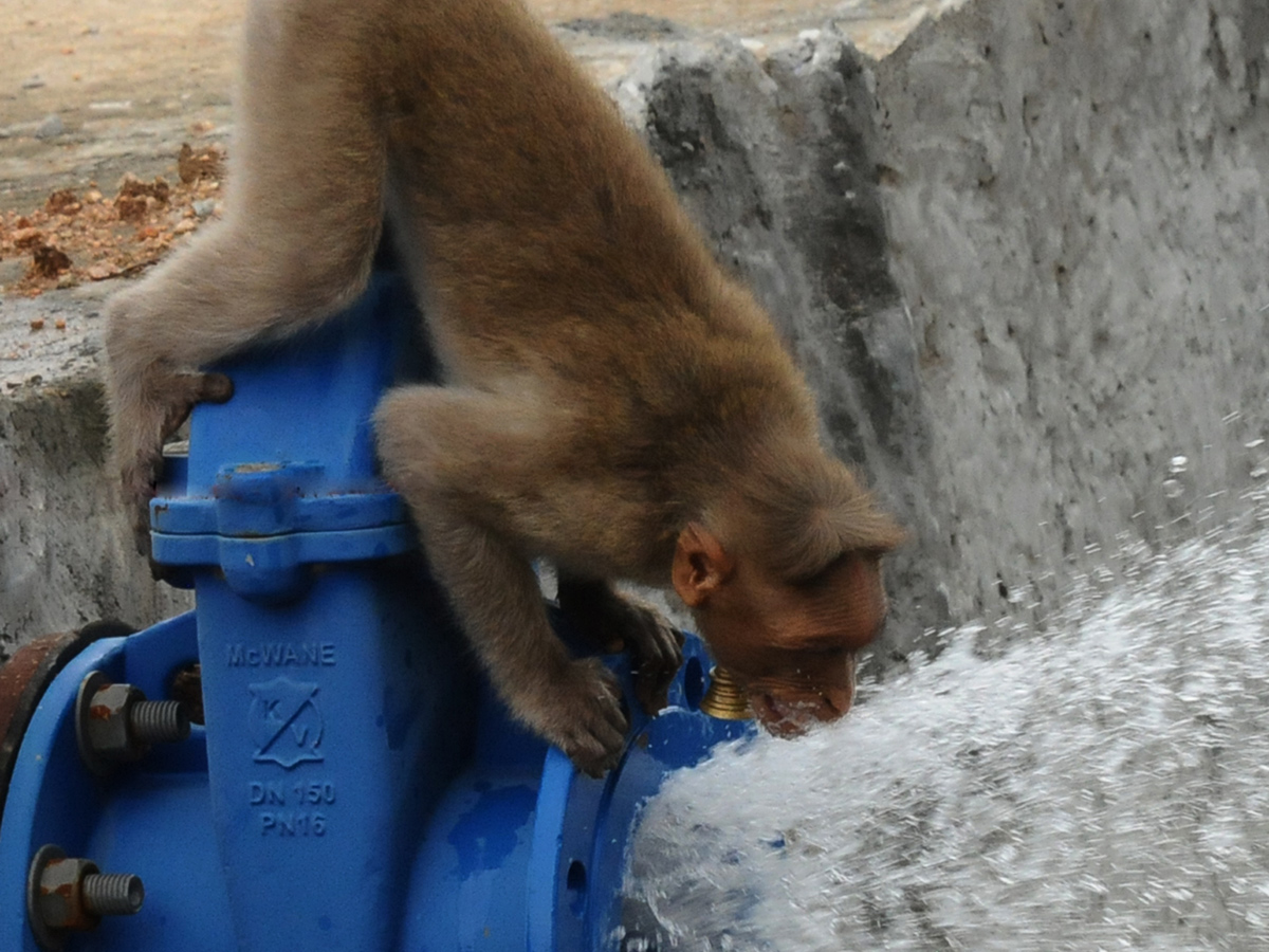 Best photos of the week june 21 to june 28,2020 - Sakshi24