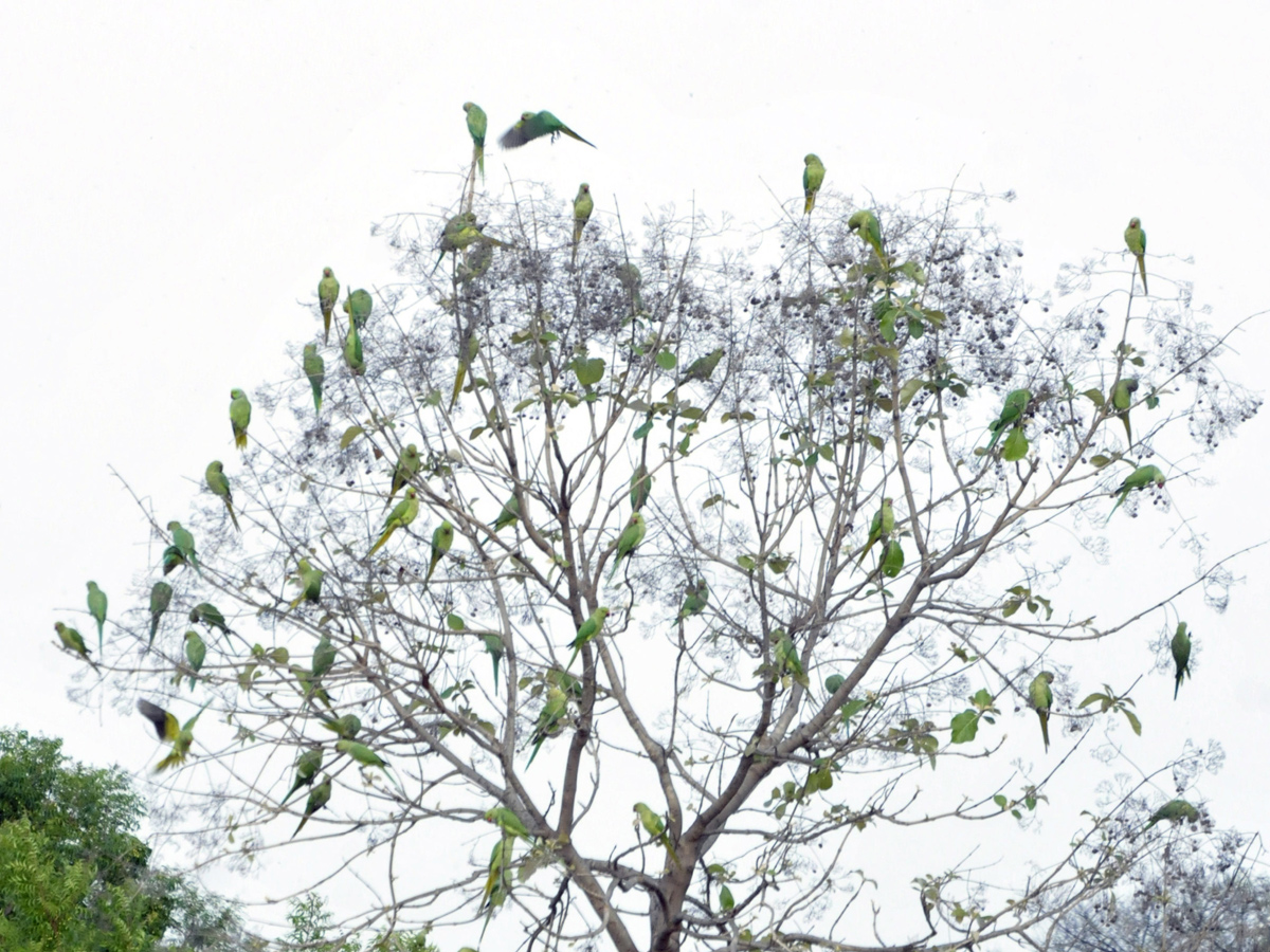 Best photos of the week june 21 to june 28,2020 - Sakshi31