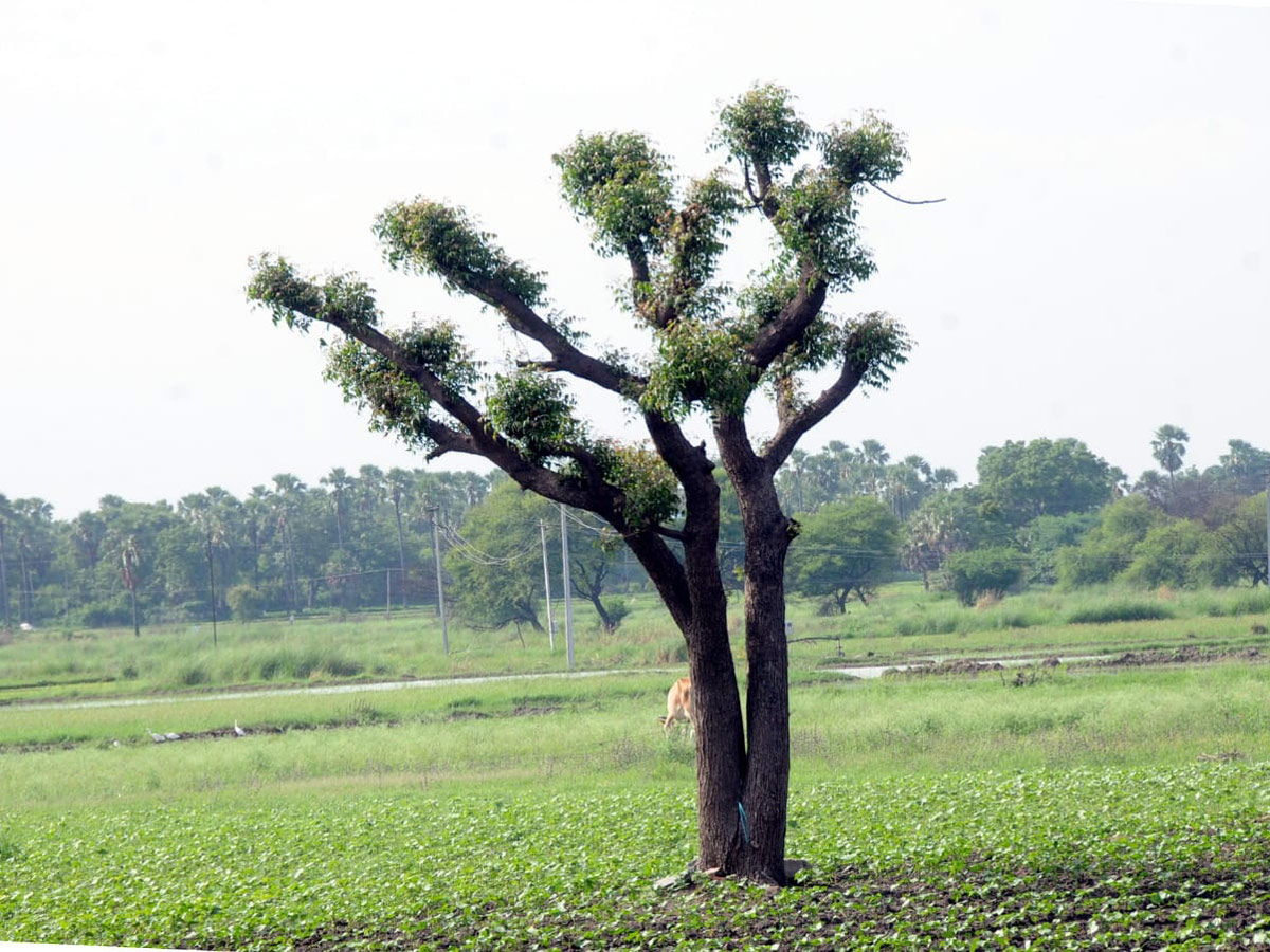 Best photos of the week july 26 to 02,2020 August - Sakshi31