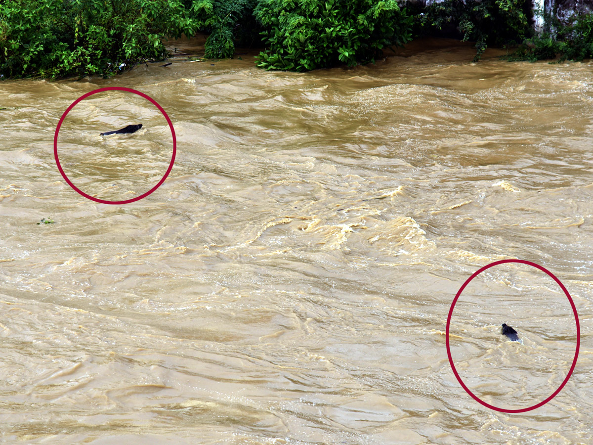 Heavy Rain in Andhra Pradesh Photo Gallery - Sakshi4
