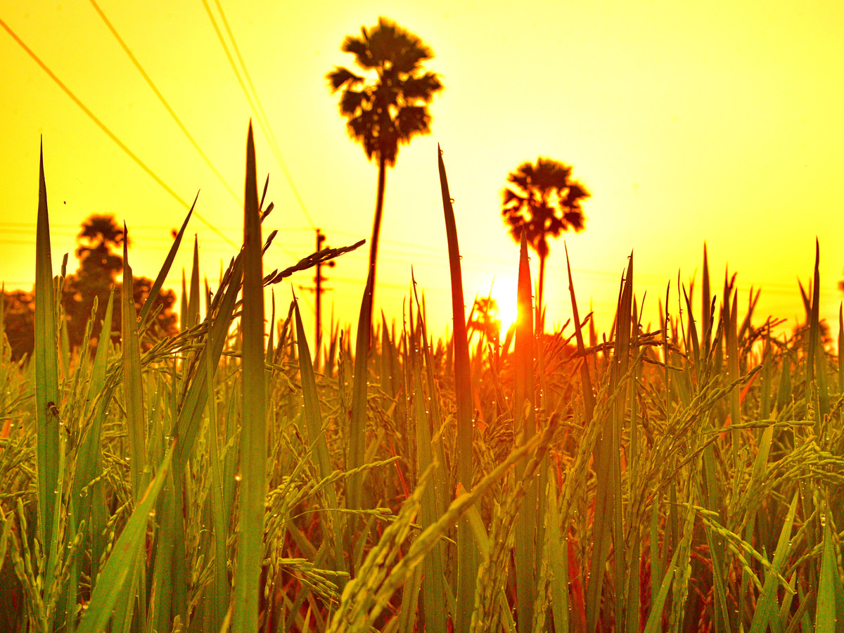 Best photos of the week november 15 to november 22,2020 Photo Gallery - Sakshi29