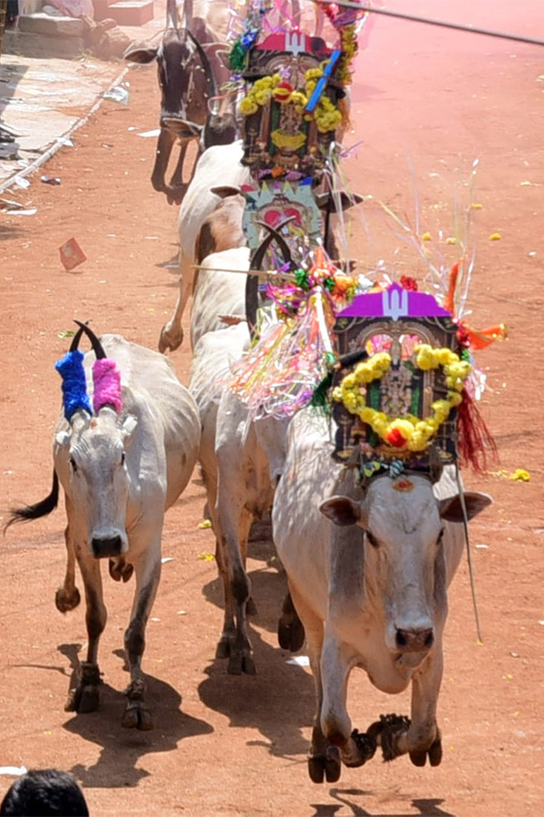 Jallikattu celebrated in Chittoor Photo Gallery - Sakshi45