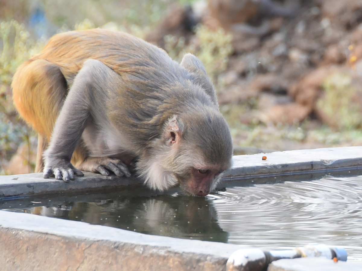Best photos of the week february 21 to february 28,2021 Photo Gallery - Sakshi36