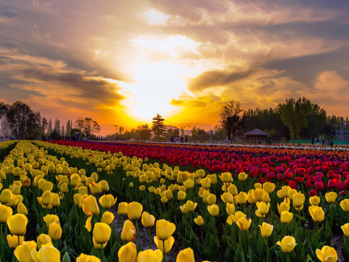 Srinagar Famous Tulip Garden Photo Gallery - Sakshi29