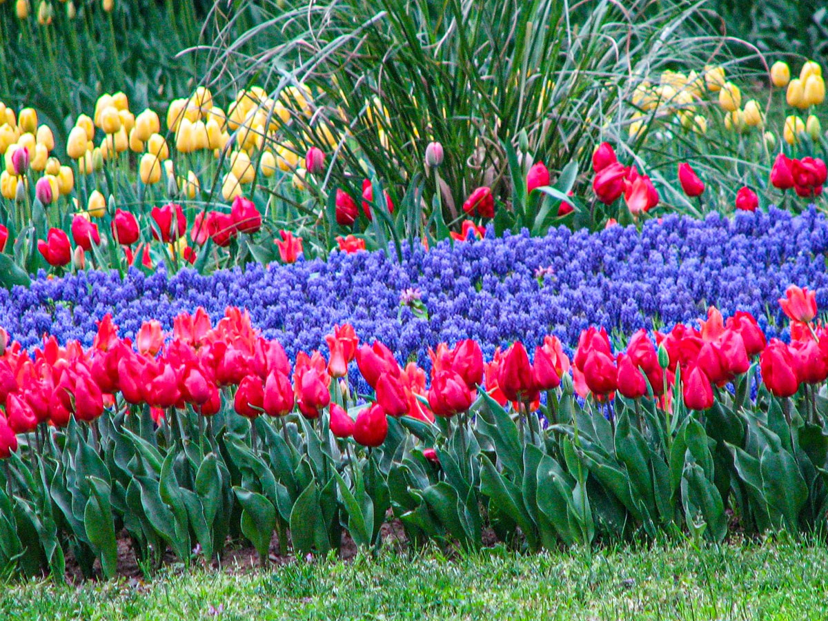Srinagar Famous Tulip Garden Photo Gallery - Sakshi4