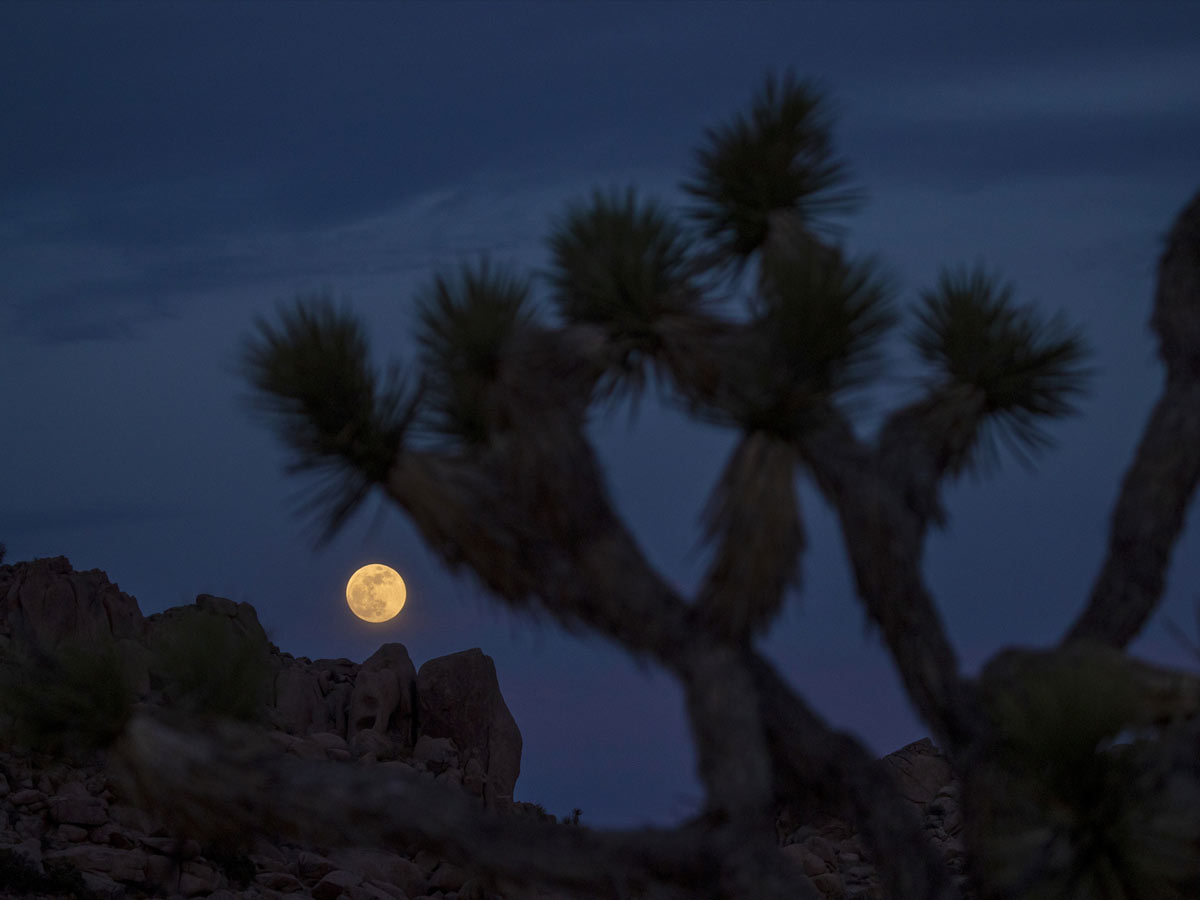 Super Blood Moon photo Gallery - Sakshi31