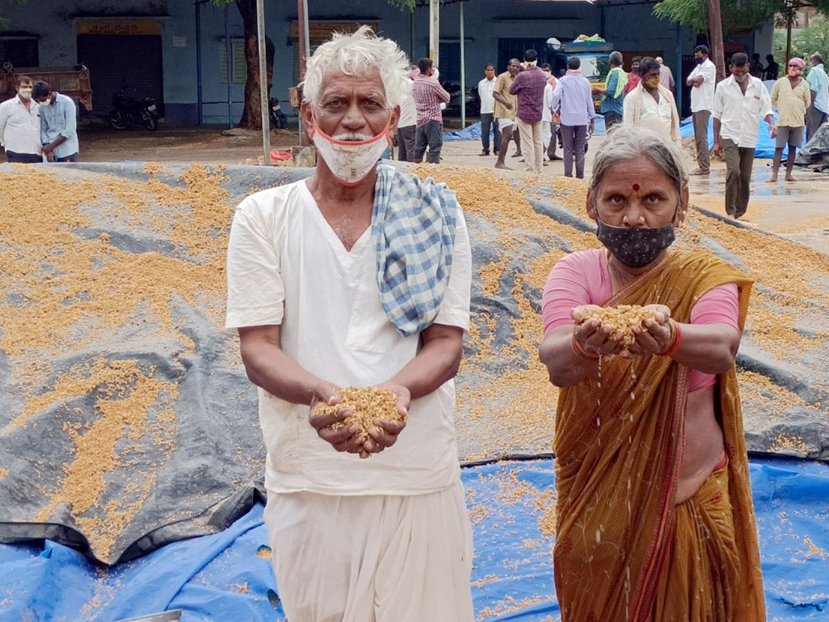  Farmers Huge Crop Loss due to Rains  - Sakshi1