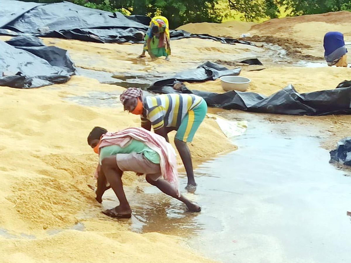  Farmers Huge Crop Loss due to Rains  - Sakshi8