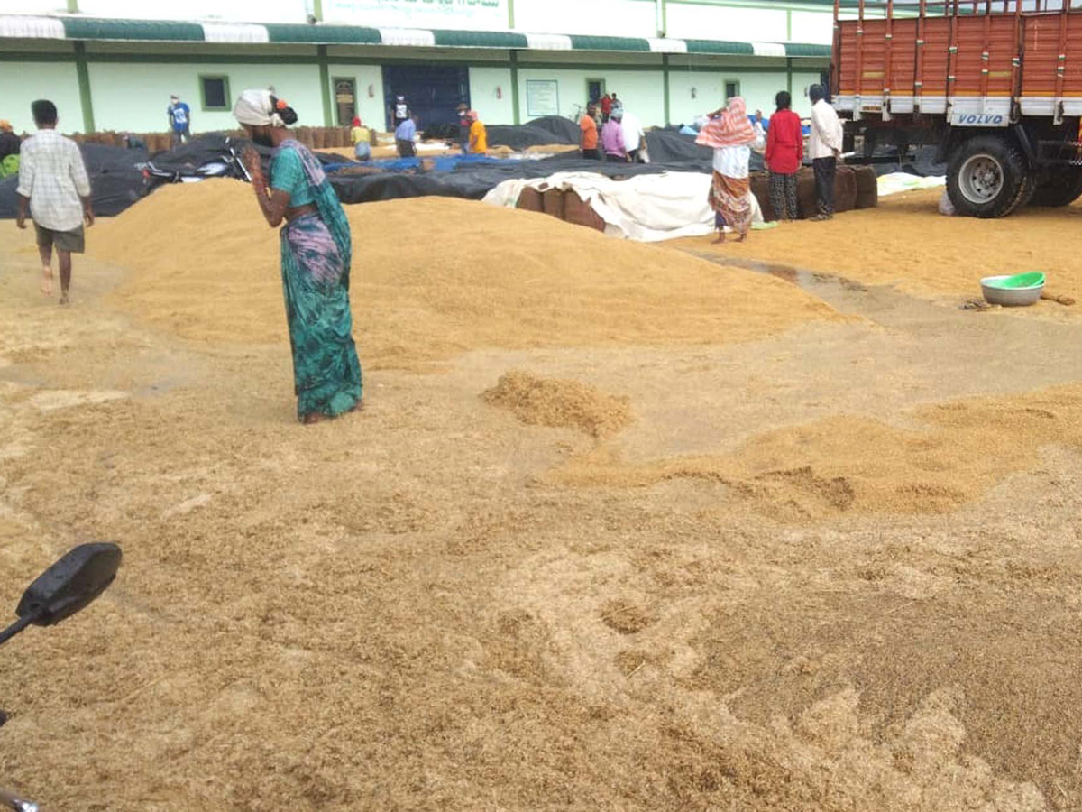  Farmers Huge Crop Loss due to Rains  - Sakshi2