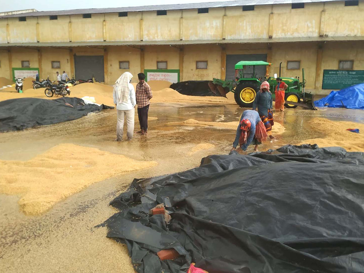 Farmers Huge Crop Loss due to Rains  - Sakshi3