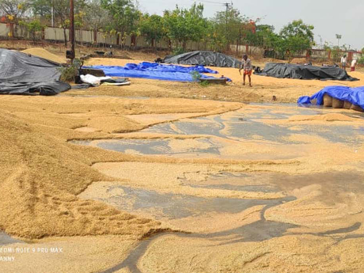  Farmers Huge Crop Loss due to Rains  - Sakshi6