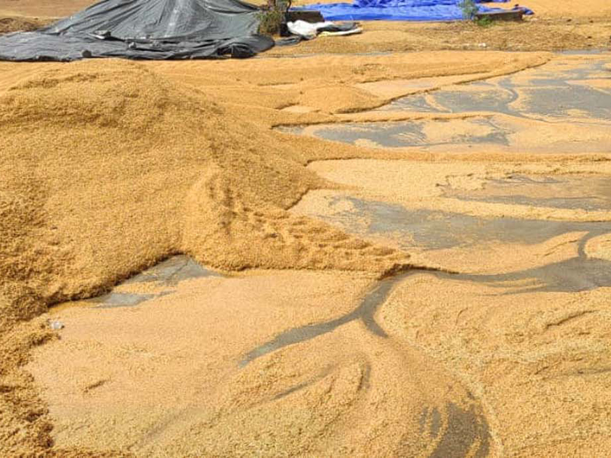  Farmers Huge Crop Loss due to Rains  - Sakshi7