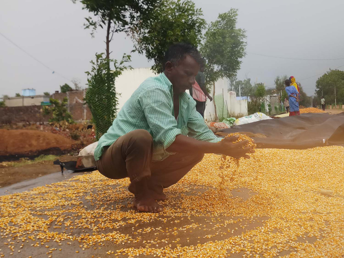  Farmers Huge Crop Loss due to Rains  - Sakshi10