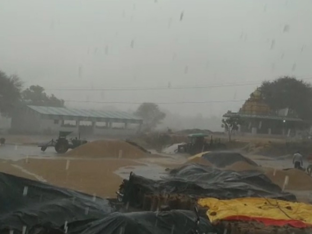  Farmers Huge Crop Loss due to Rains  - Sakshi23