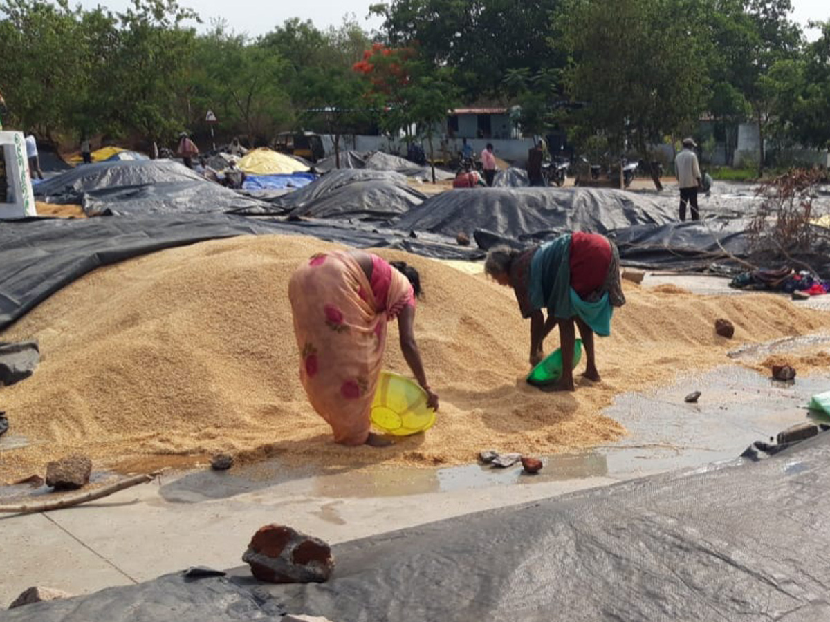  Farmers Huge Crop Loss due to Rains  - Sakshi24