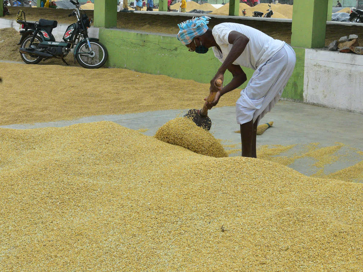  Farmers Huge Crop Loss due to Rains  - Sakshi18