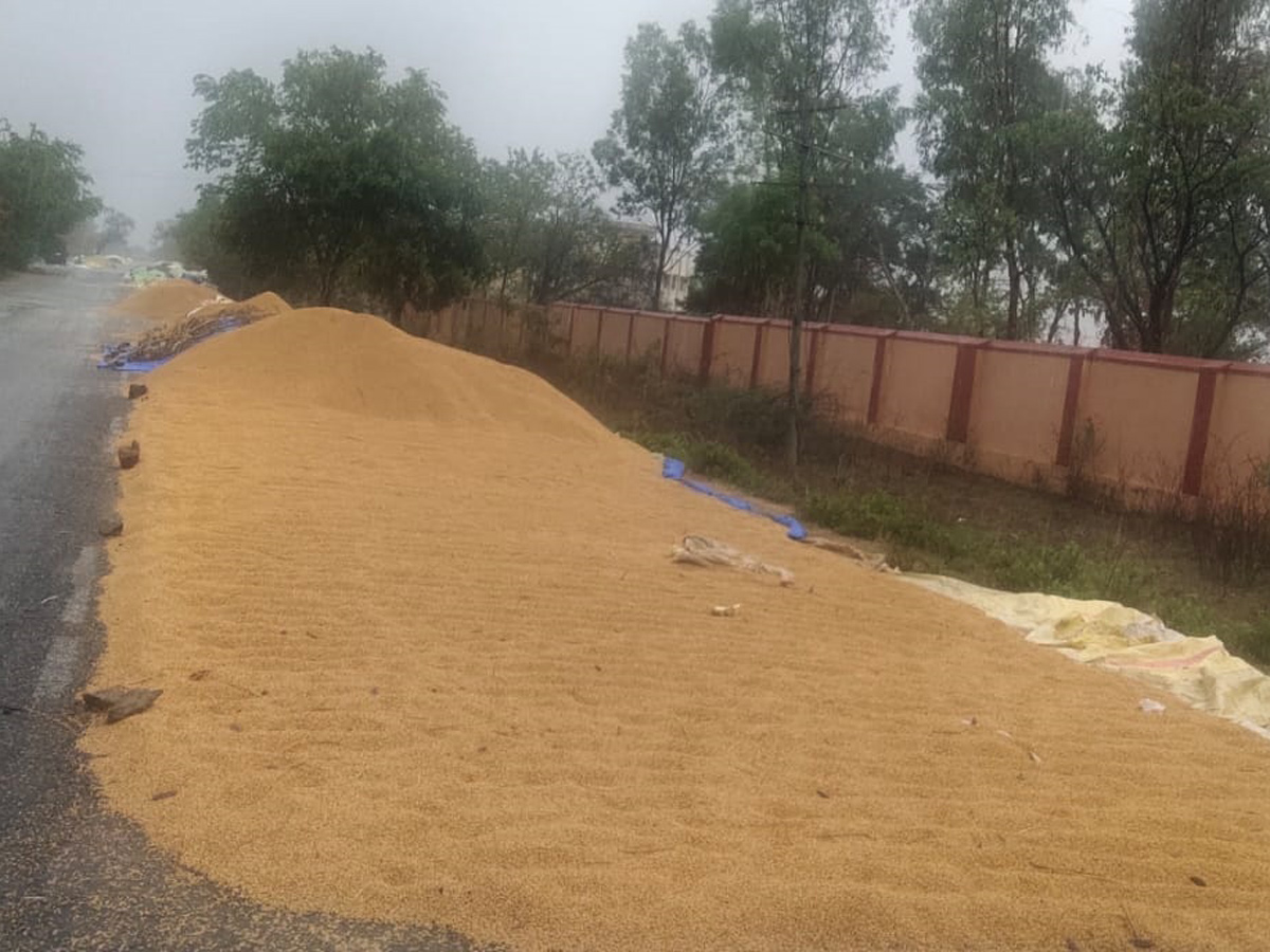  Farmers Huge Crop Loss due to Rains  - Sakshi25