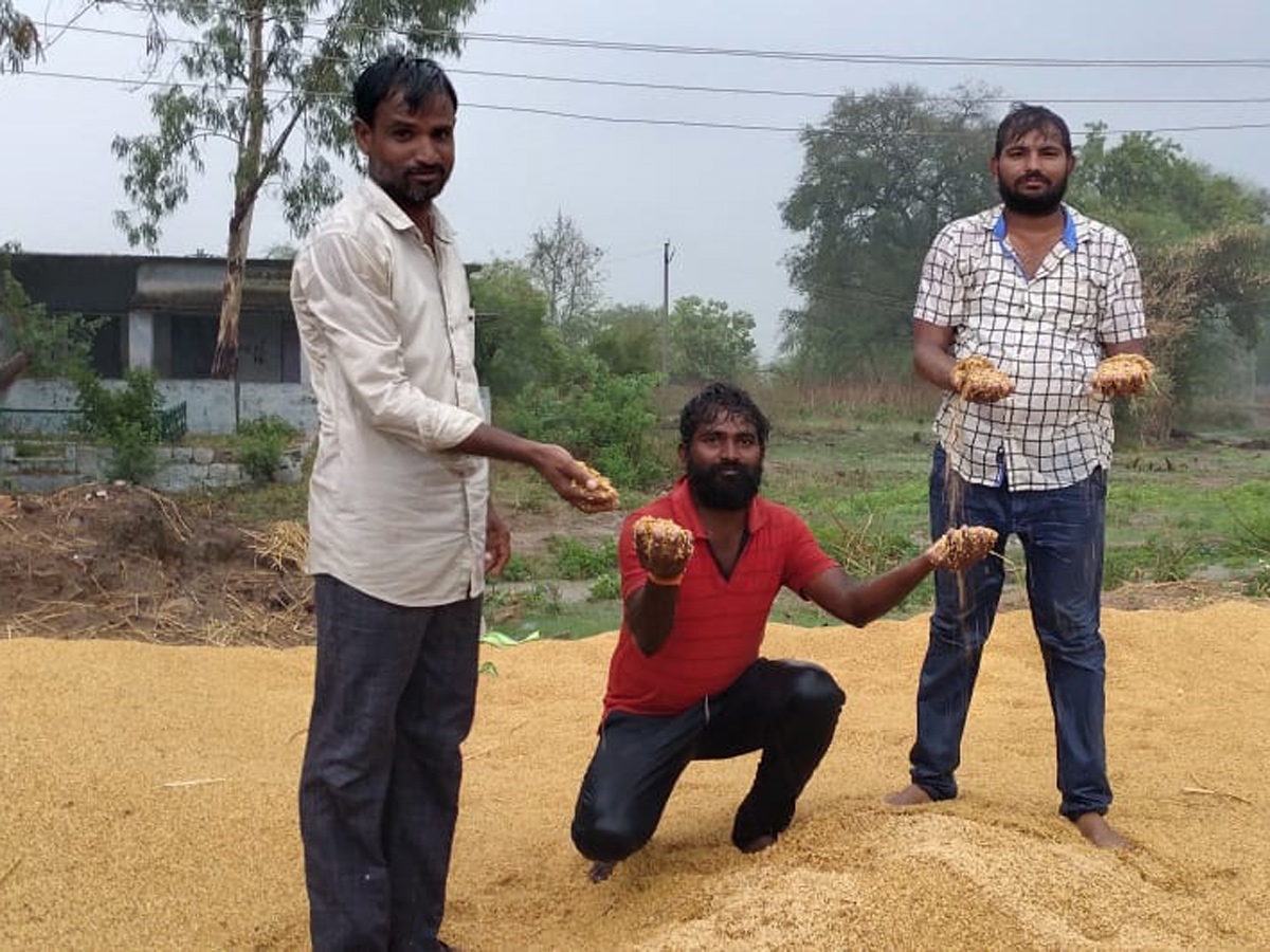 Farmers Huge Crop Loss due to Rains  - Sakshi26