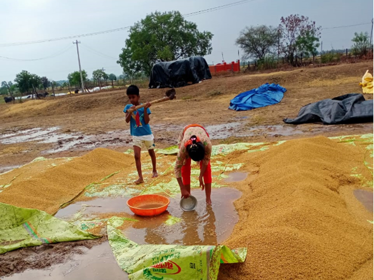  Farmers Huge Crop Loss due to Rains  - Sakshi27