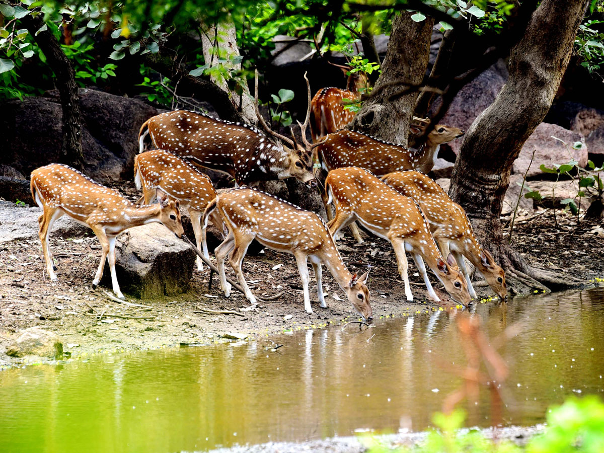 Shamirpet Deer Park Photos - Sakshi1