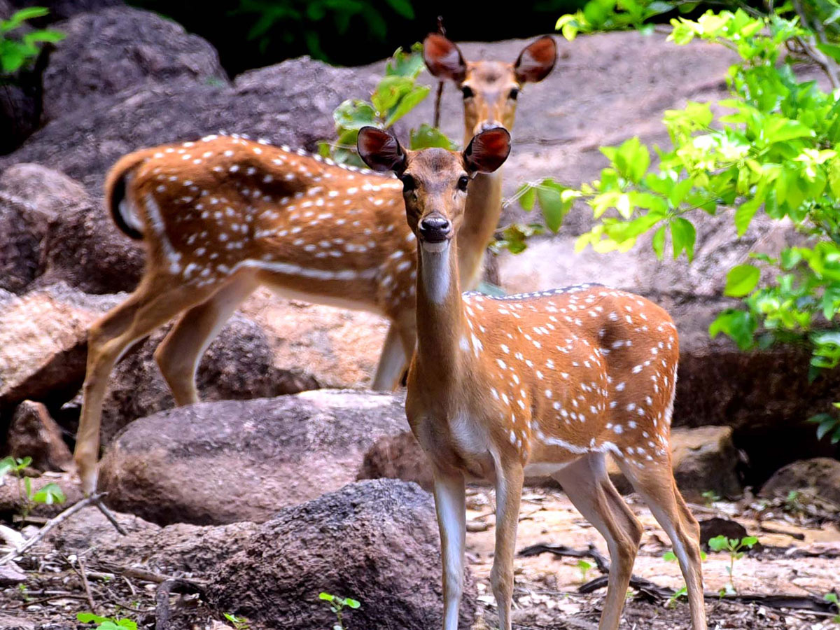 Shamirpet Deer Park Photos - Sakshi2