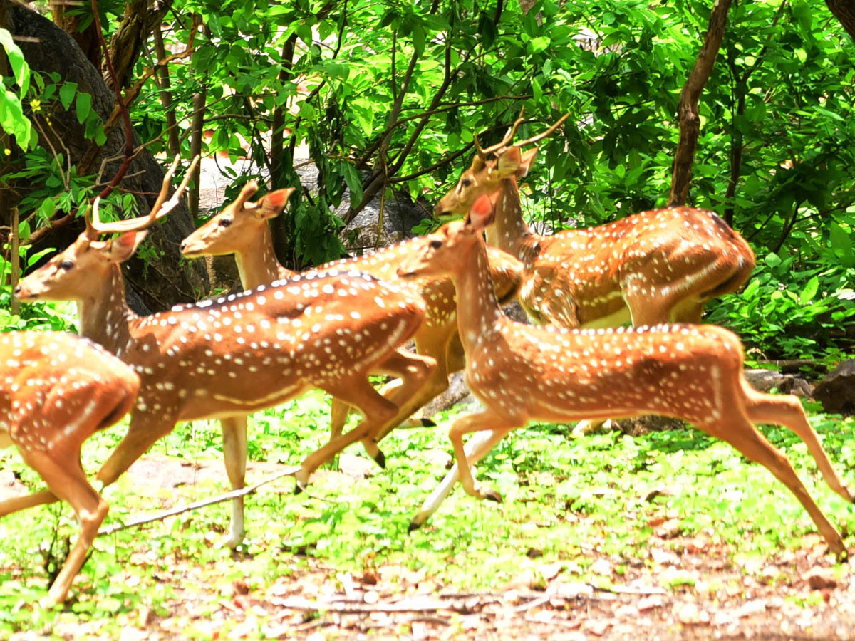 Shamirpet Deer Park Photos - Sakshi3
