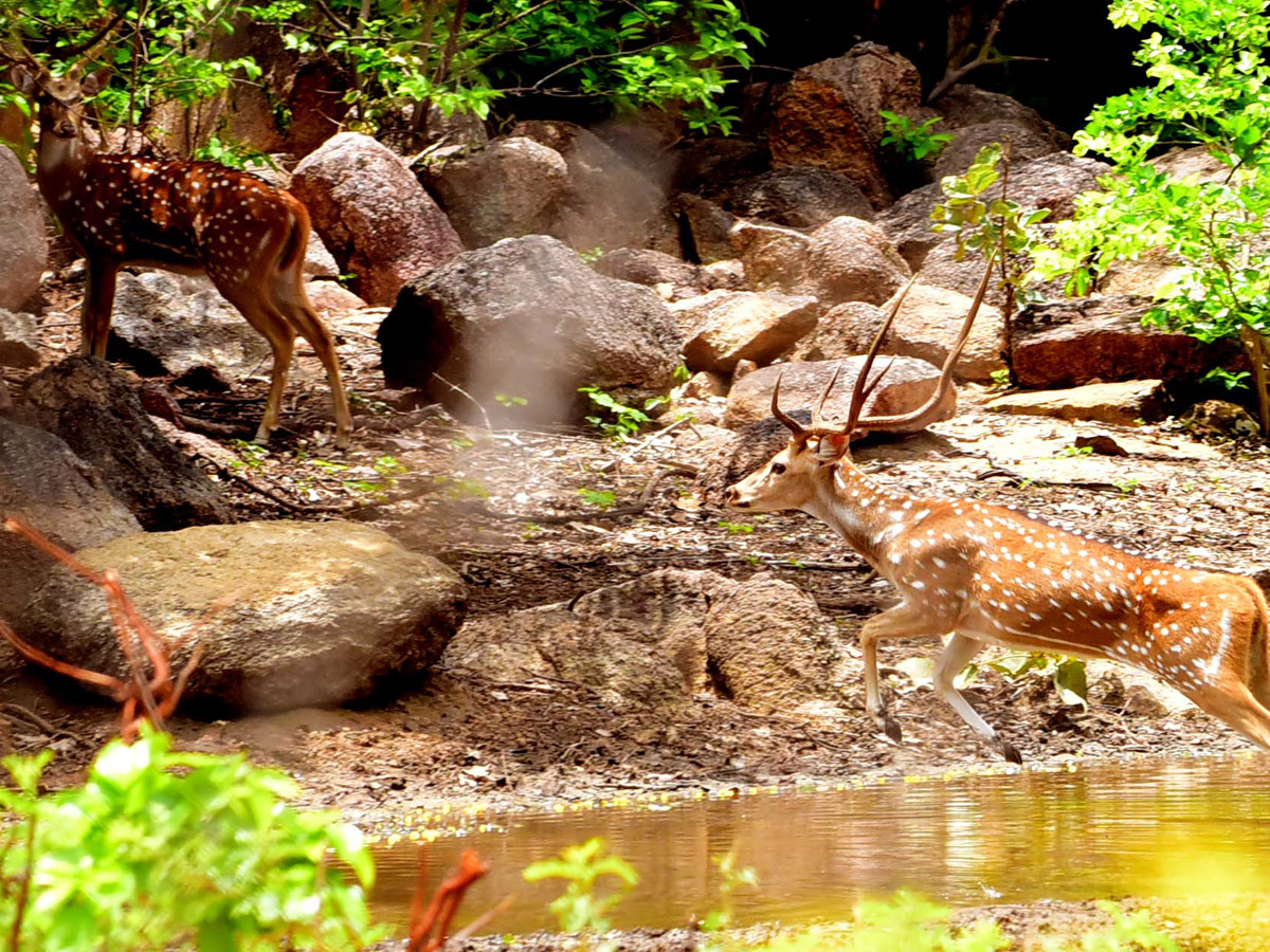 Shamirpet Deer Park Photos - Sakshi5