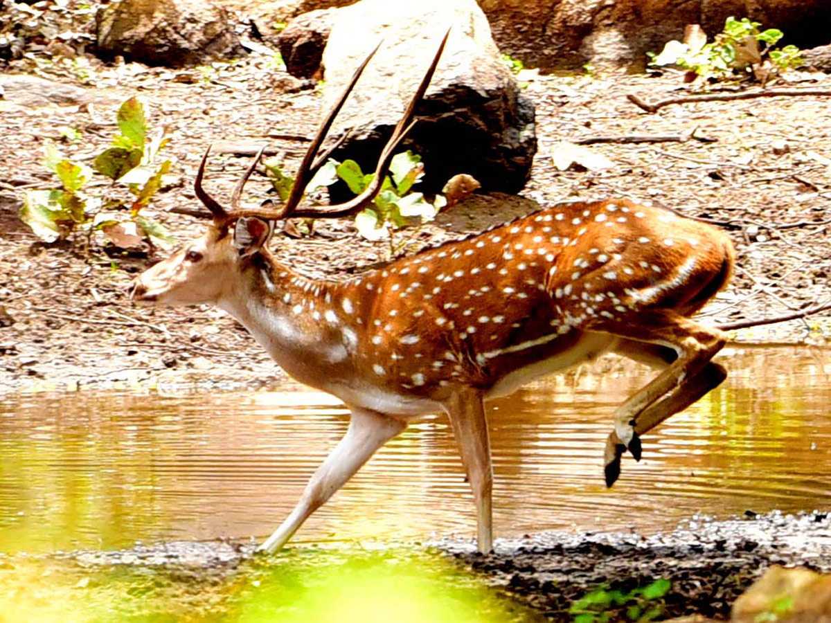 Shamirpet Deer Park Photos - Sakshi6