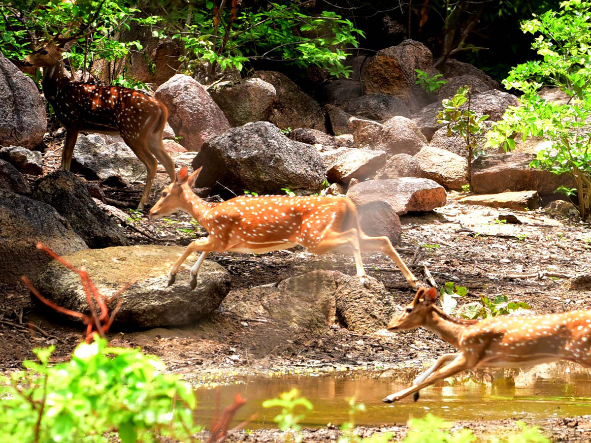 Shamirpet Deer Park Photos - Sakshi7