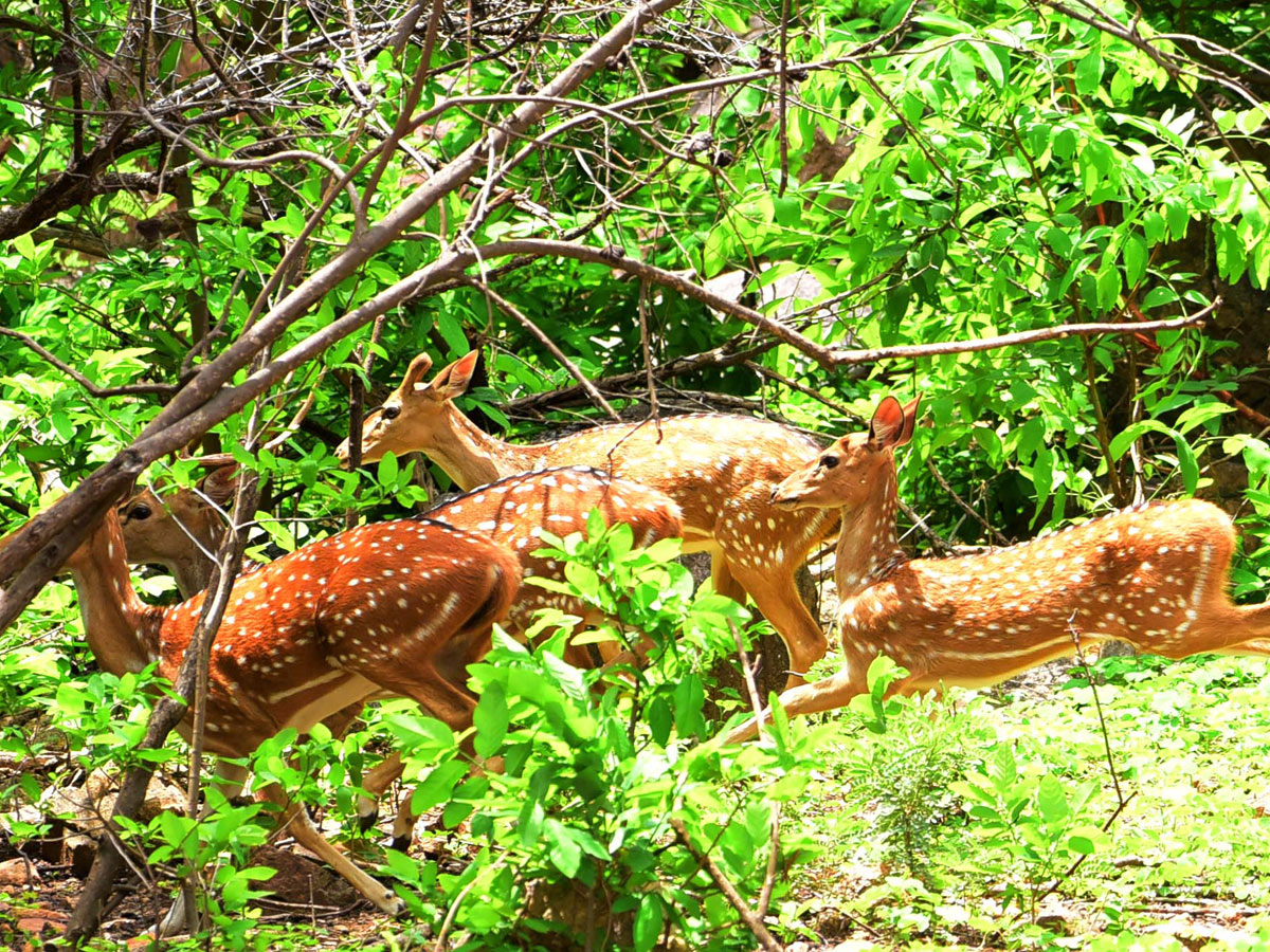 Shamirpet Deer Park Photos - Sakshi8