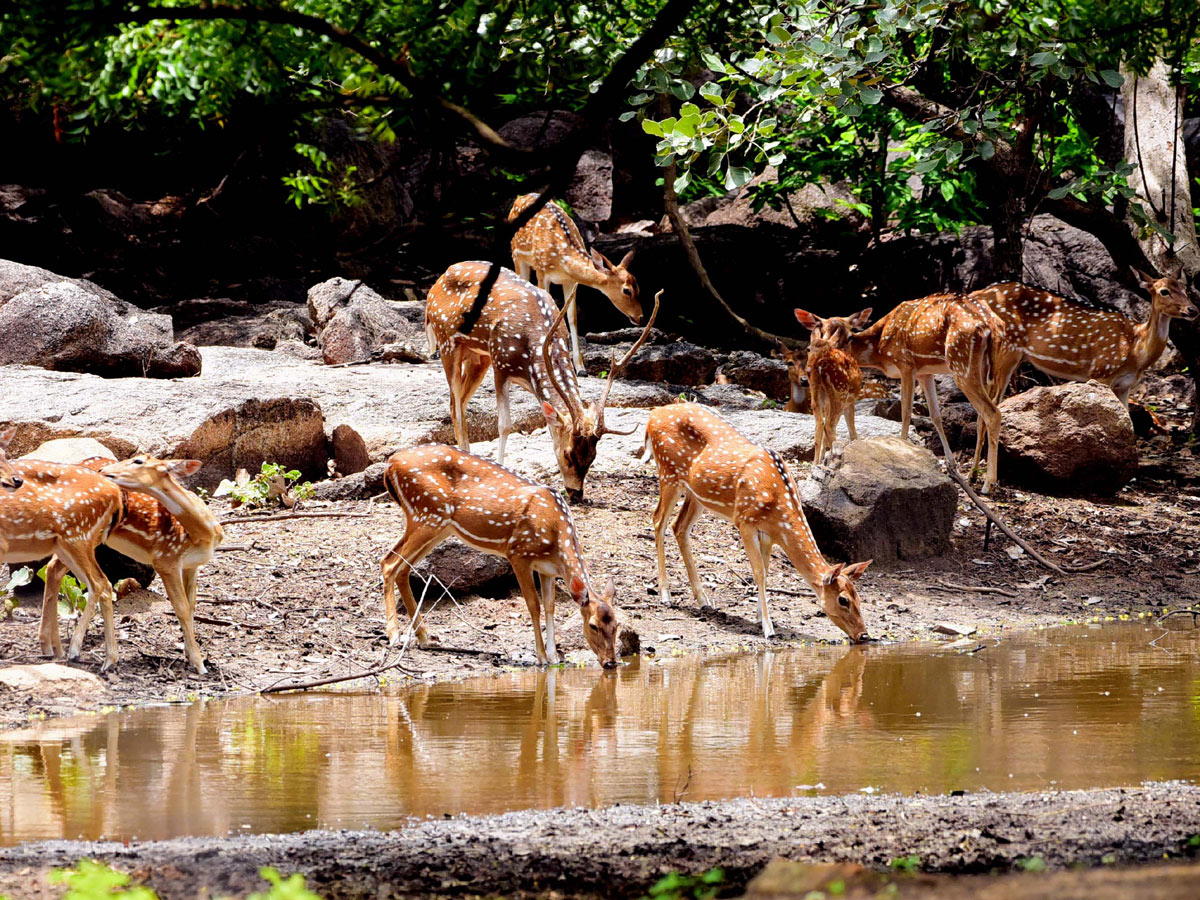 Shamirpet Deer Park Photos - Sakshi9