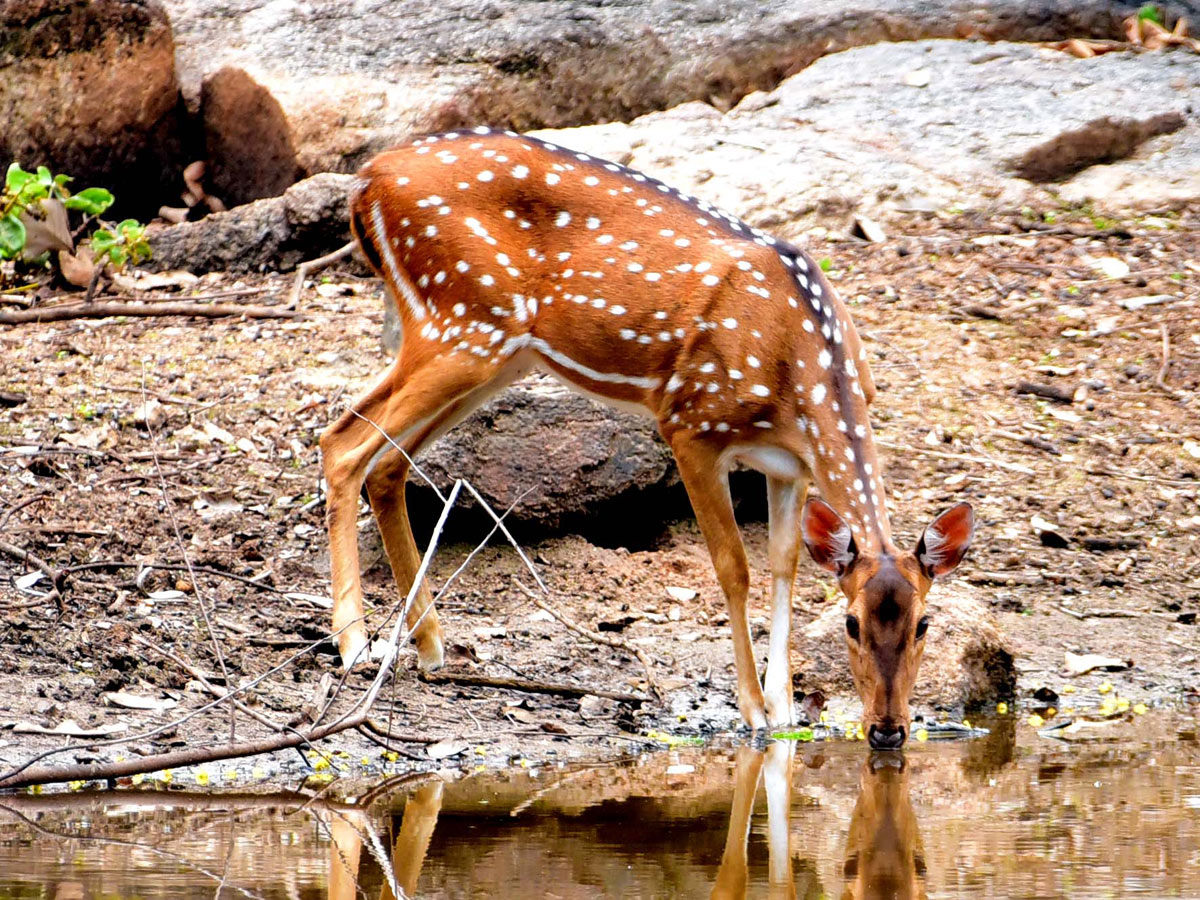 Shamirpet Deer Park Photos - Sakshi11