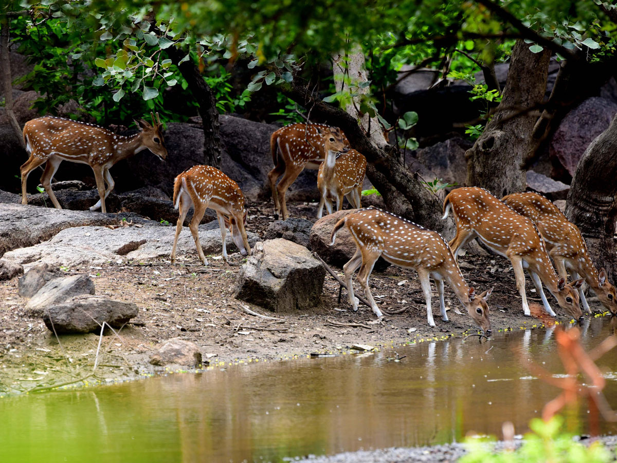 Shamirpet Deer Park Photos - Sakshi12