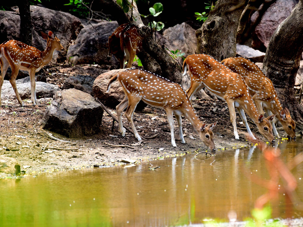 Shamirpet Deer Park Photos - Sakshi13