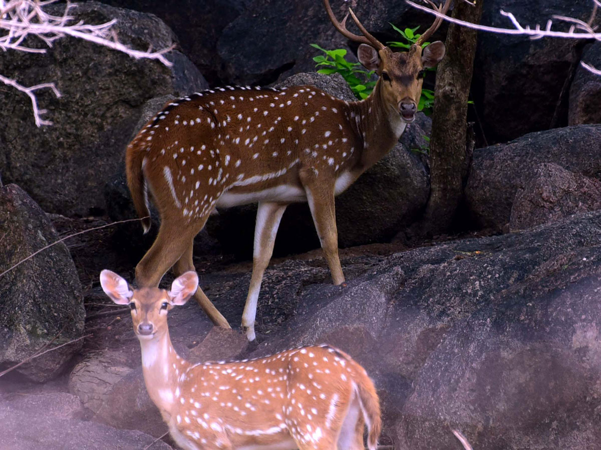 Shamirpet Deer Park Photos - Sakshi15