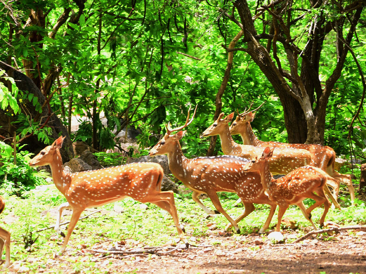 Shamirpet Deer Park Photos - Sakshi19