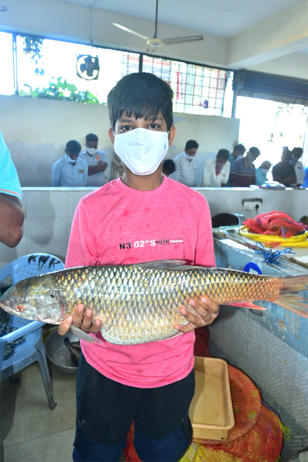 Huge Rush At Fish Market On Occasion Of Mrigasira Karthi - Sakshi15