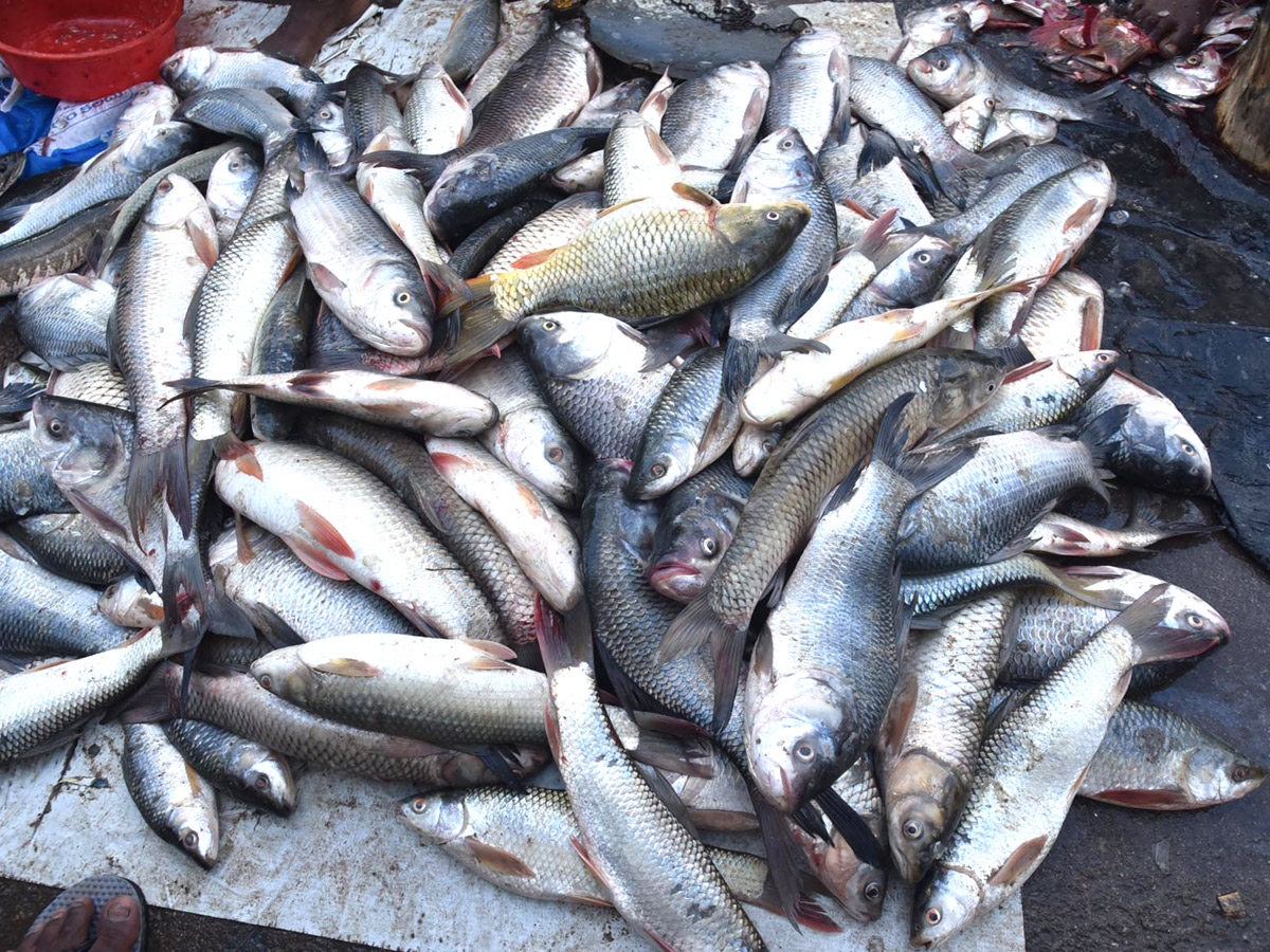 Huge Rush At Fish Market On Occasion Of Mrigasira Karthi - Sakshi3
