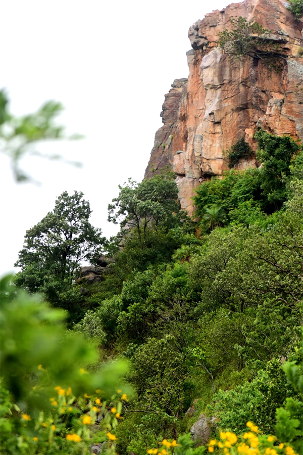 Seshachalam Hills Pics - Sakshi15