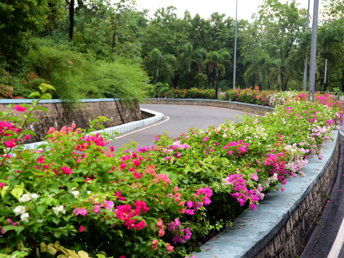 Seshachalam Hills Pics - Sakshi2