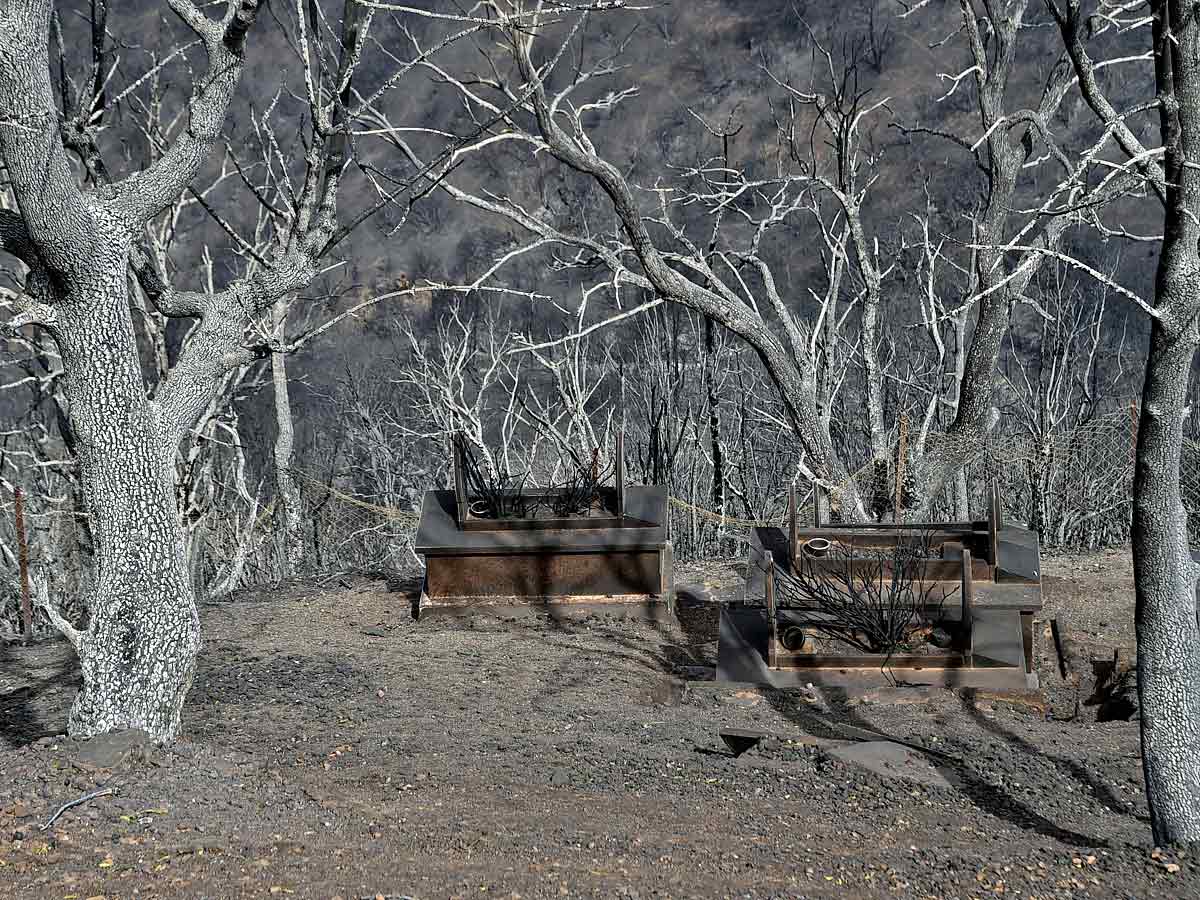 Algeria Wildfires Kill 42 Authorities Blame Arson Photo Gallery - Sakshi2