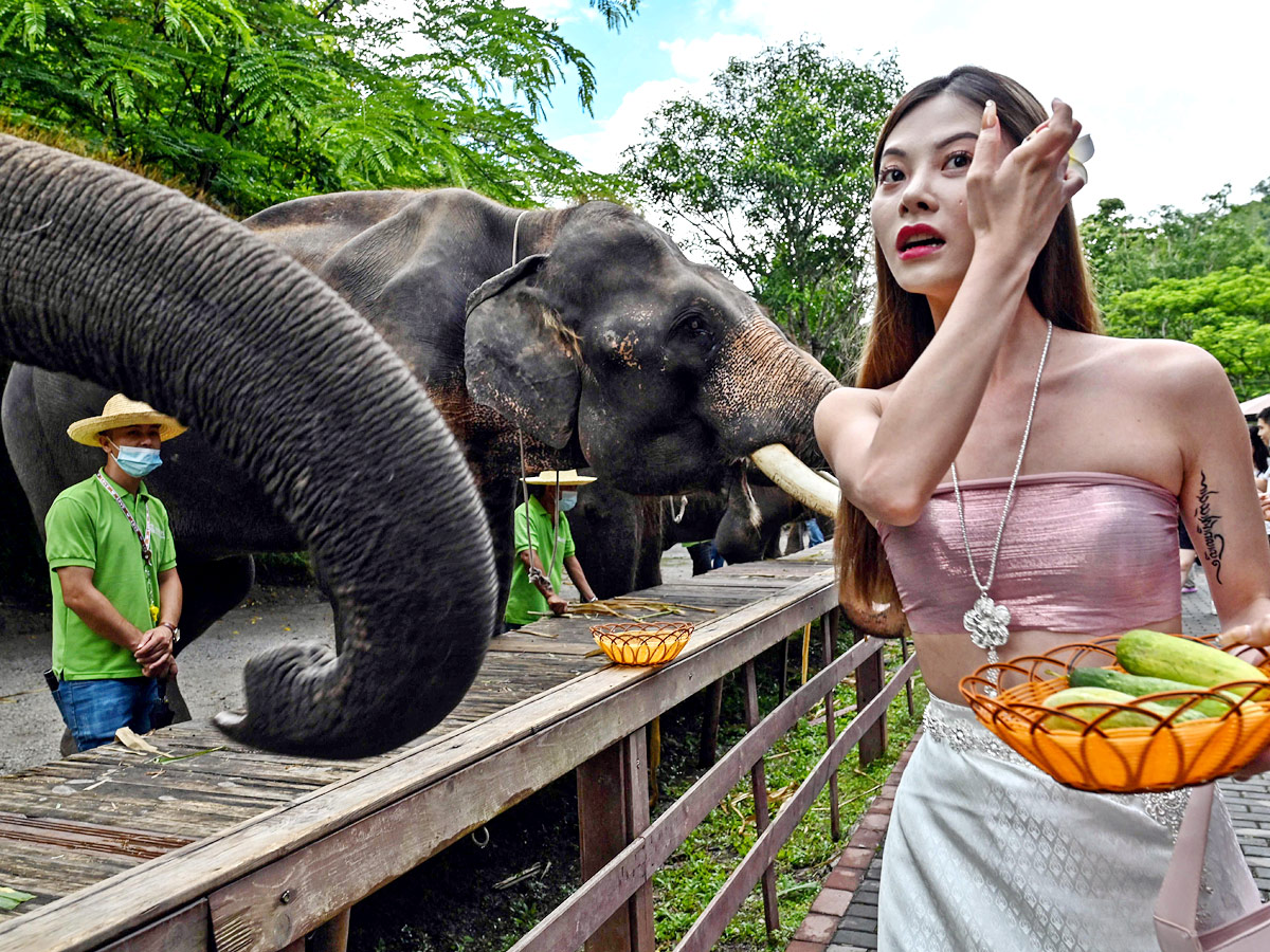 China villagers learn to live with the elephant in the room - Sakshi3