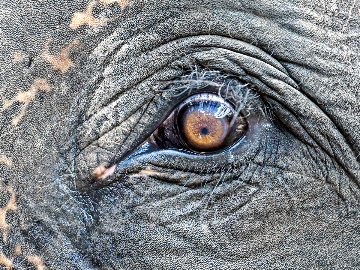 China villagers learn to live with the elephant in the room - Sakshi4