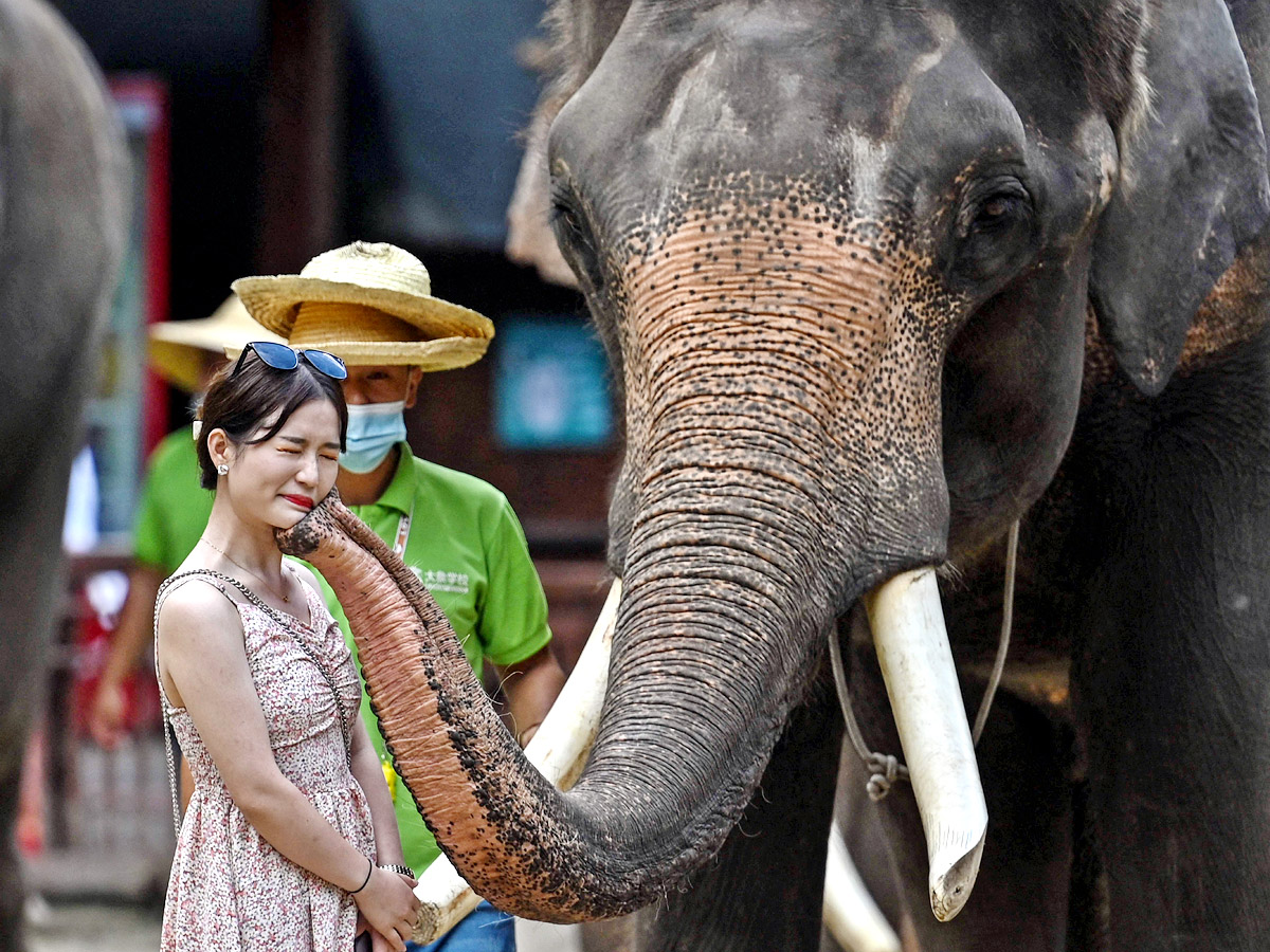 China villagers learn to live with the elephant in the room - Sakshi1