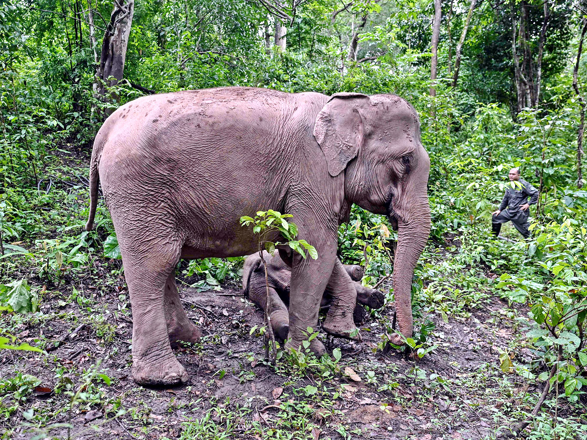 China villagers learn to live with the elephant in the room - Sakshi8